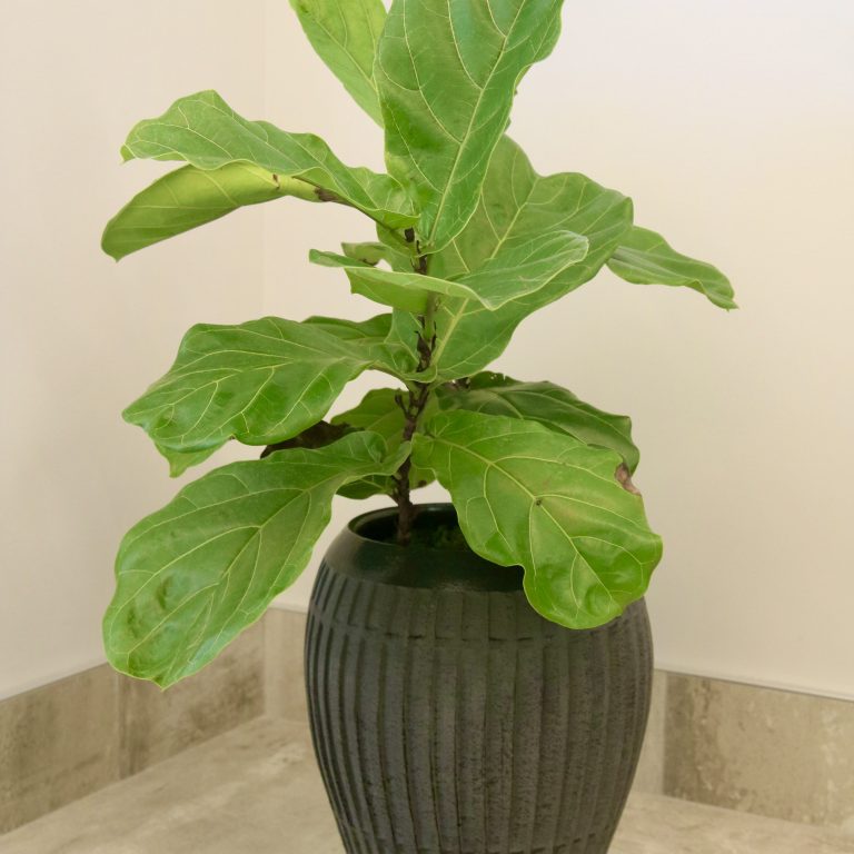 Interior Flowering Plants, Foliage Plants & Plant Containers