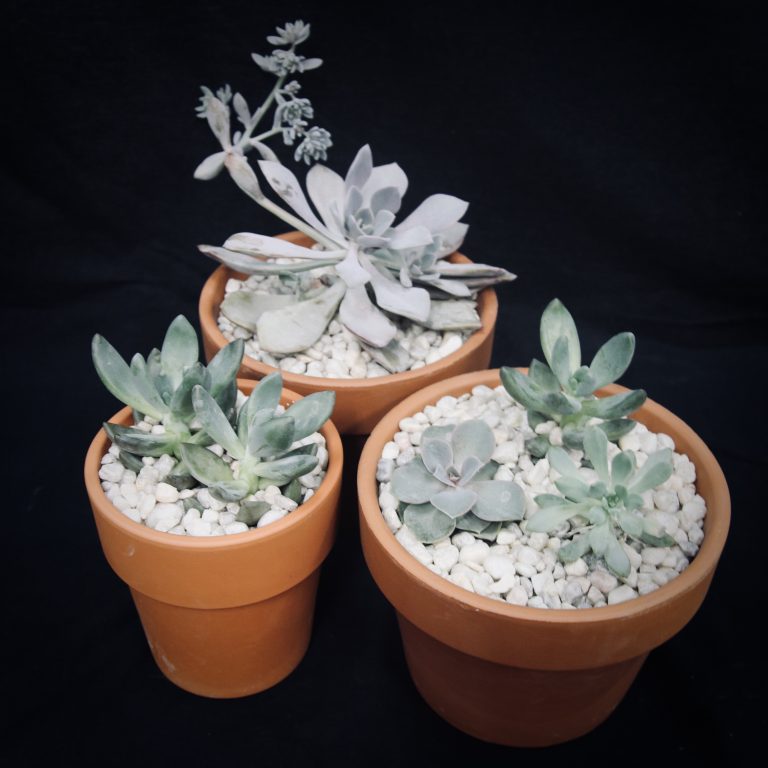 Interior Flowering Plants, Foliage Plants & Plant Containers