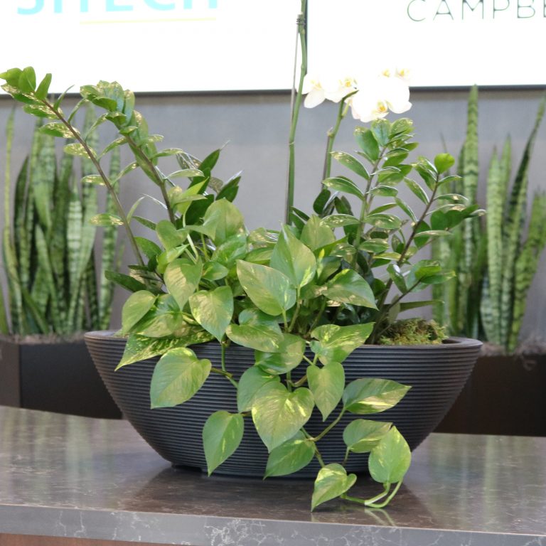 Interior Flowering Plants, Foliage Plants & Plant Containers