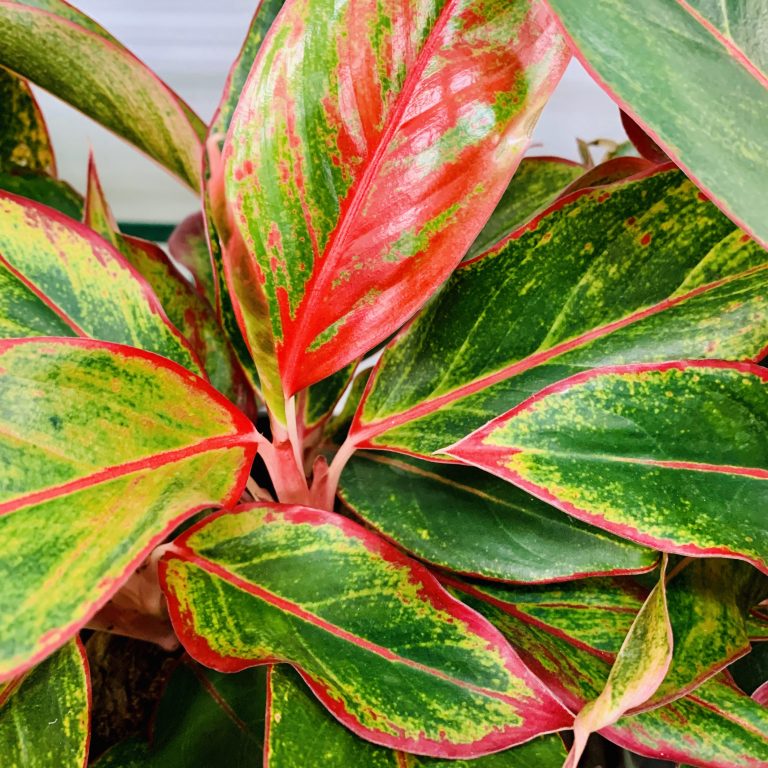 Interior Flowering Plants, Foliage Plants & Plant Containers
