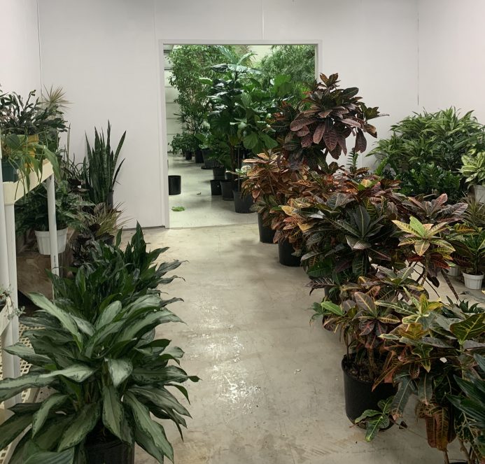 interior plant maintnenace and rentals