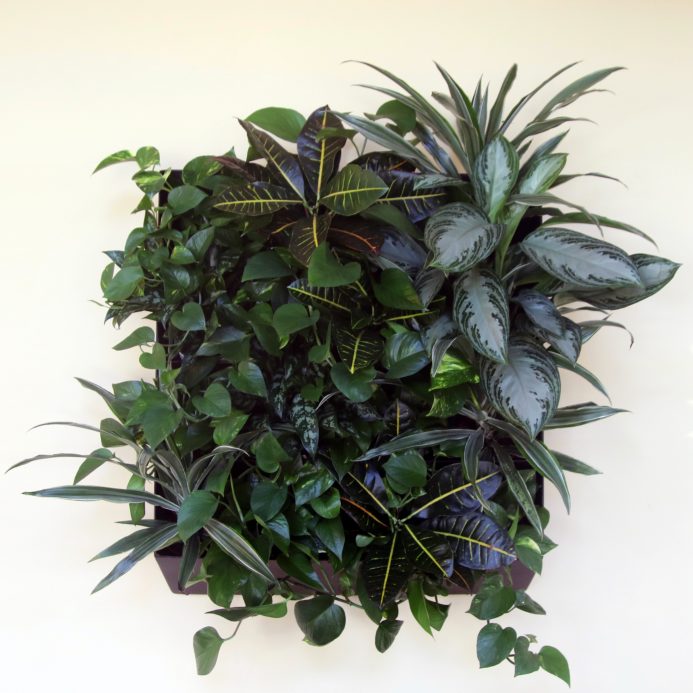 indoor landscaping