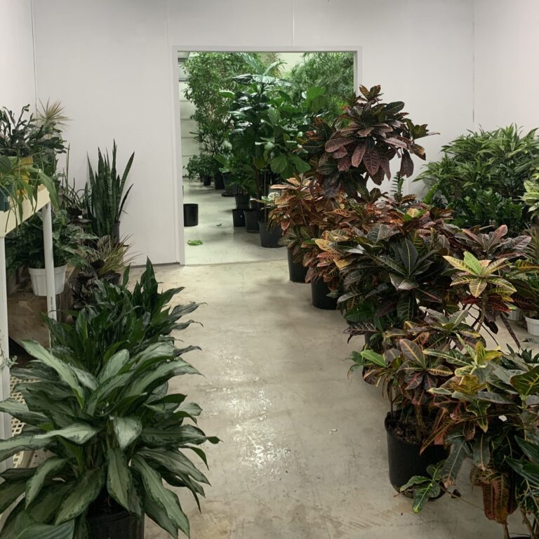 Interior Flowering Plants, Foliage Plants & Plant Containers