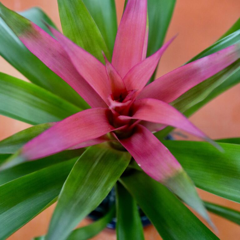Interior Flowering Plants, Foliage Plants & Plant Containers