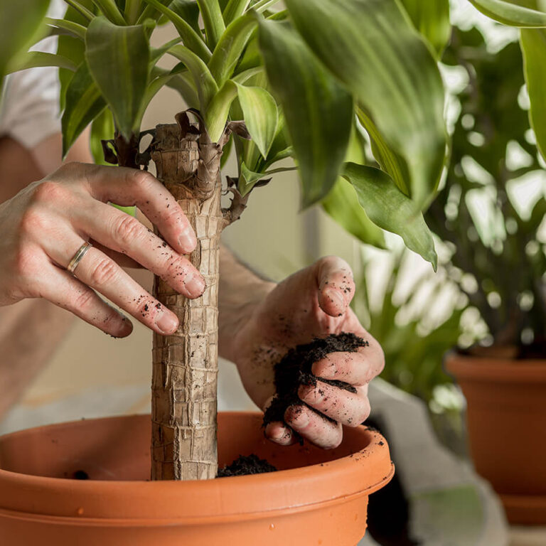 Interior Flowering Plants, Foliage Plants & Plant Containers